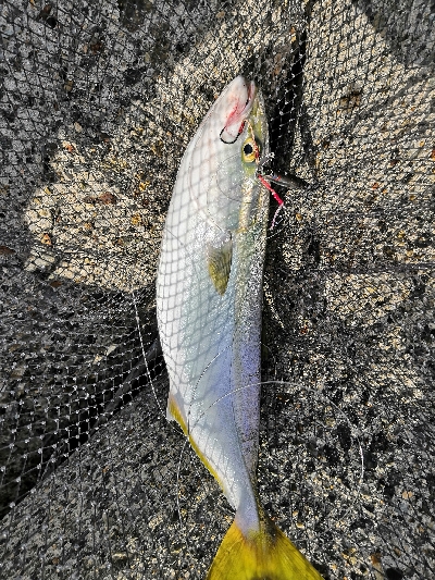 アコウにハマチ