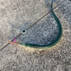 仕事帰りのダツ釣果！！