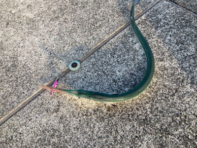 仕事帰りのダツ釣果！！