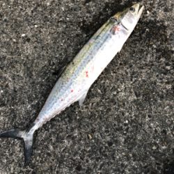 青物パラダイス