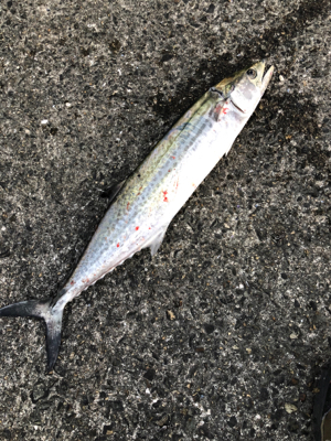 青物パラダイス