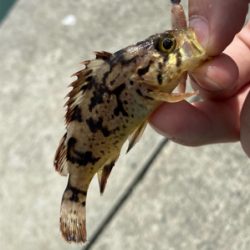 小物ワーム釣り