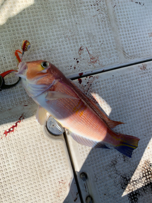 ウミックさんにて、レンタルボートでの釣果