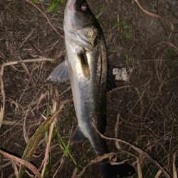 新河岸川シーバス