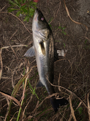 新河岸川シーバス
