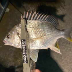 アジングのつもりが、キビレゲーム！