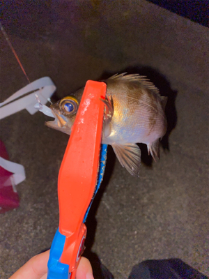 アジングin泉大津人工島