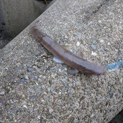 エソちゃんとツバスちゃん