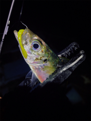 ゲキ渋アジング