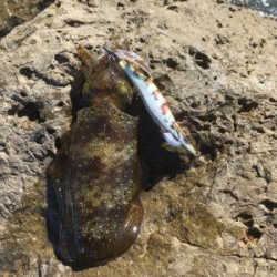 それぞれポロポロと