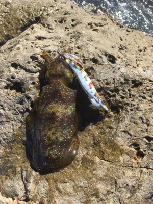 それぞれポロポロと