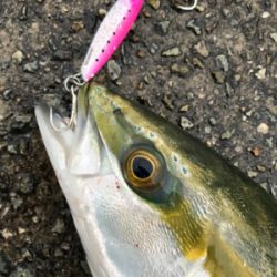 ハマチ！2020ライトゲーム第32戦