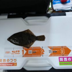 カレイ釣り