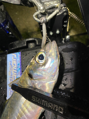 雨　入れ食いだけど底で甘噛みが多い