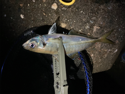 フロートアジングで5目釣り