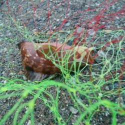 良型障泥烏賊2杯、キジハタ3匹!