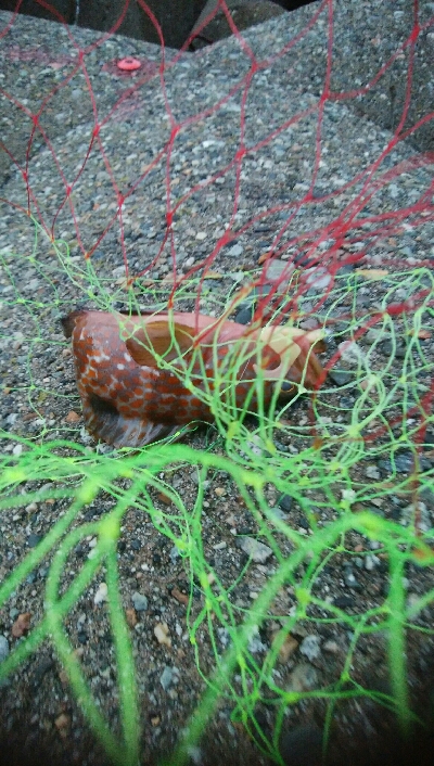 良型障泥烏賊2杯、キジハタ3匹!