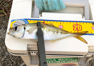 今日も風当たりが強かった⁉︎