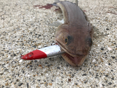 ようやくサゴシゲット！