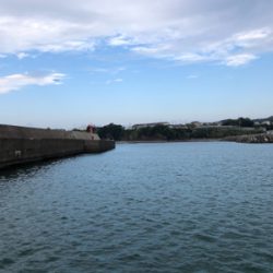 アオリイカヤーエンソーラン