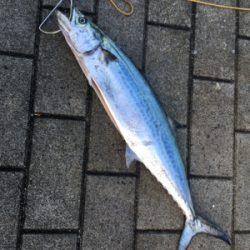 高速ジャークでサゴシ54センチ。。。