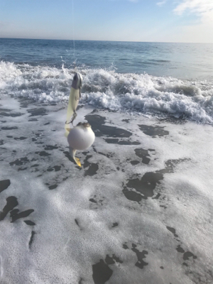 ギリヒラメ爆釣