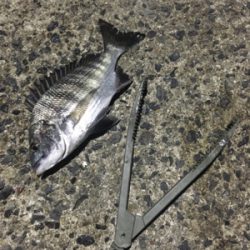 コウちゃんを狙いに