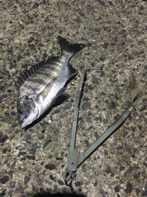 コウちゃんを狙いに