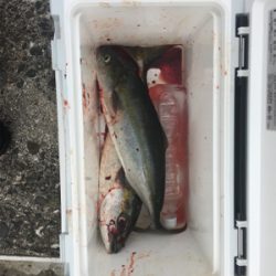 ヤズの回遊あり