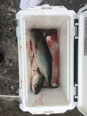 ヤズの回遊あり