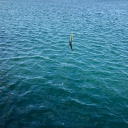 イワシたくさん