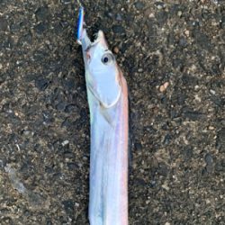 葵渡船でドラゴン！