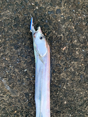 葵渡船でドラゴン！