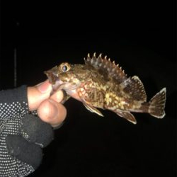 エギング、ショアジギ、アジング!