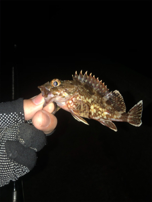 エギング、ショアジギ、アジング!