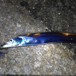 ウキ釣りでタチウオ