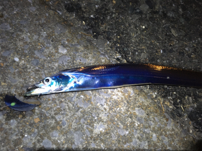 ウキ釣りでタチウオ