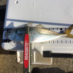 まだイケるぞ！