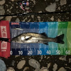 落ち鮎シーバス好調（≧∇≦）