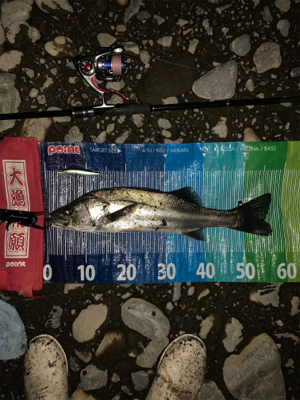 落ち鮎シーバス好調（≧∇≦）
