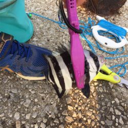 サビキで4目達成。