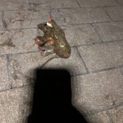 鱗付け完了！太サゴシ ！