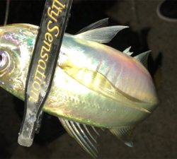 アジングナイト(少し寒い)