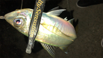 アジングナイト(少し寒い)