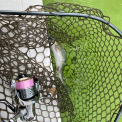 プールトラウト