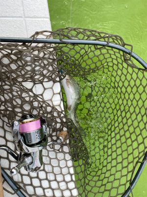 プールトラウト