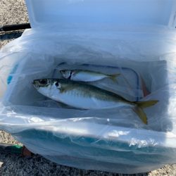カゴ釣りでアジ