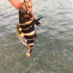 アジを求めて⑱