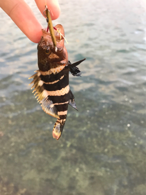 アジを求めて⑱