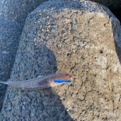 サゴシからのサワラ